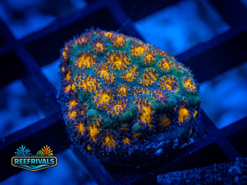 JF John Deere WYSIWYG coral image | ReefRivals JF John Deere coral image from ReefRivals, listed as Leptastrea spp. and Soft Coral