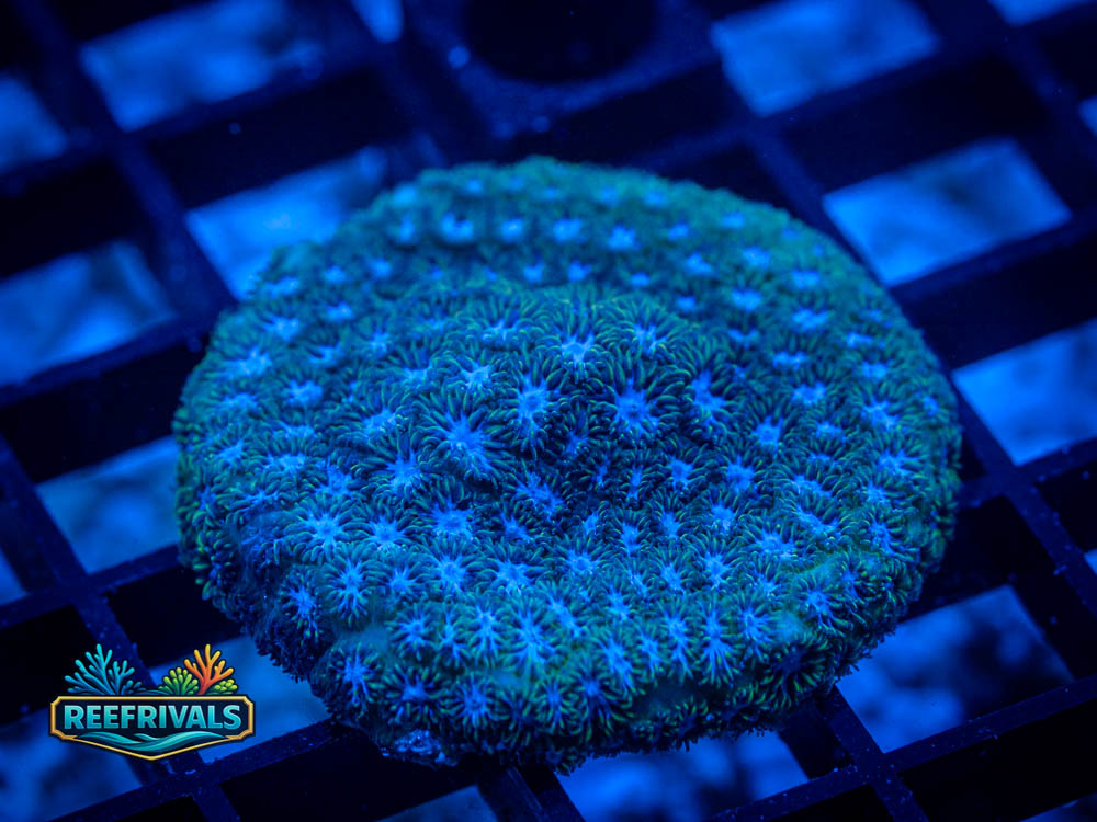 RVL Blueberry Pie WYSIWYG coral image | ReefRivals RVL Blueberry Pie coral image from ReefRivals, listed as Leptastrea spp. and Soft Coral
