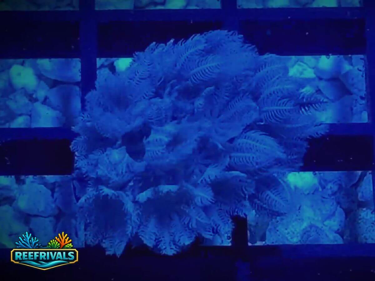 RVL Blue Pulsing Xenia WYSIWYG coral image | ReefRivals RVL Blue Pulsing Xenia coral image from ReefRivals, listed as Heteroxenia fuscescens and Soft Coral