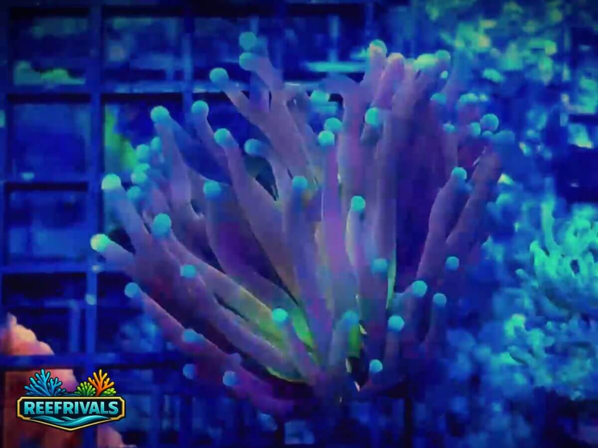 RVL Plasmasphere Torch WYSIWYG coral image | ReefRivals RVL Plasmasphere Torch coral image from ReefRivals, listed as Euphyllia spp. and Torches