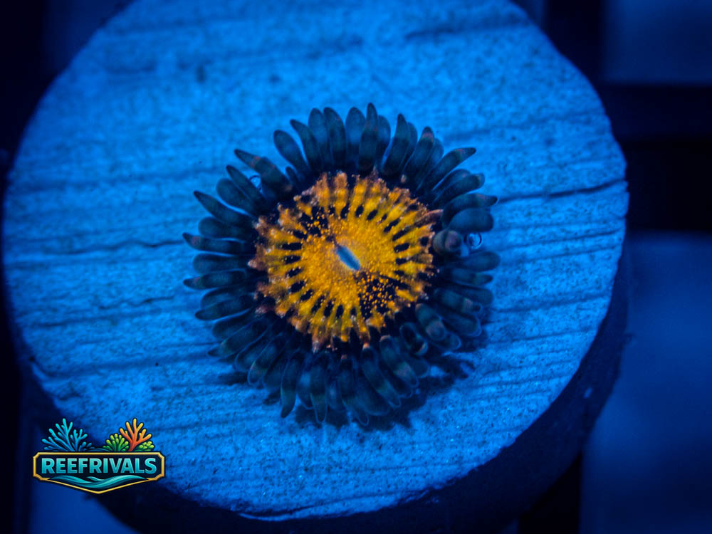 WWC Godbeast Zoa WYSIWYG coral image | ReefRivals WWC Godbeast Zoa coral image from ReefRivals, listed as Zoanthus spp. and Zoas
