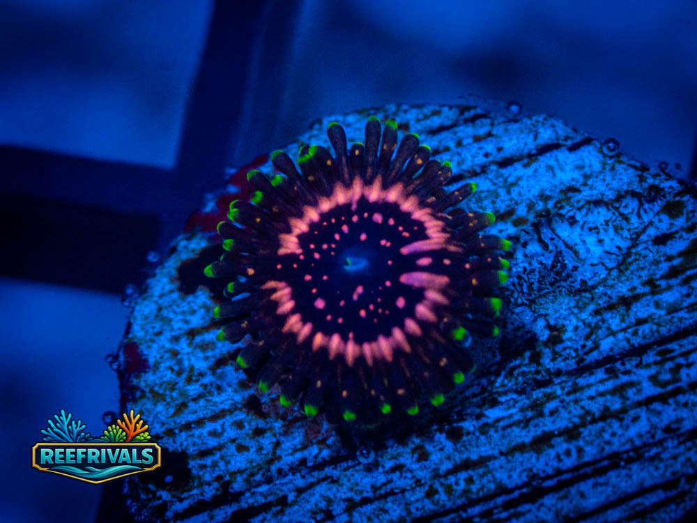 WWC Tazers Zoa coral image from ReefRivals, listed as Zoas and Soft Coral