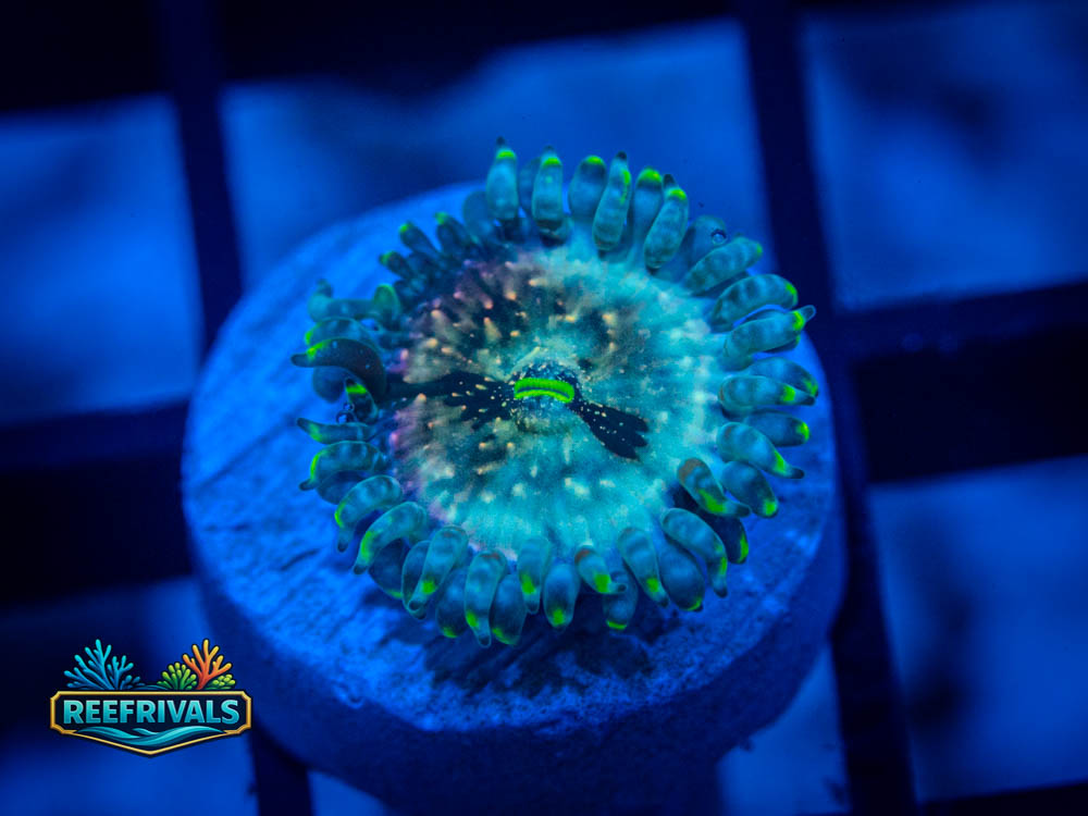 RVL Slipspace Zoa coral image from ReefRivals, listed as Zoanthus spp. and Zoas