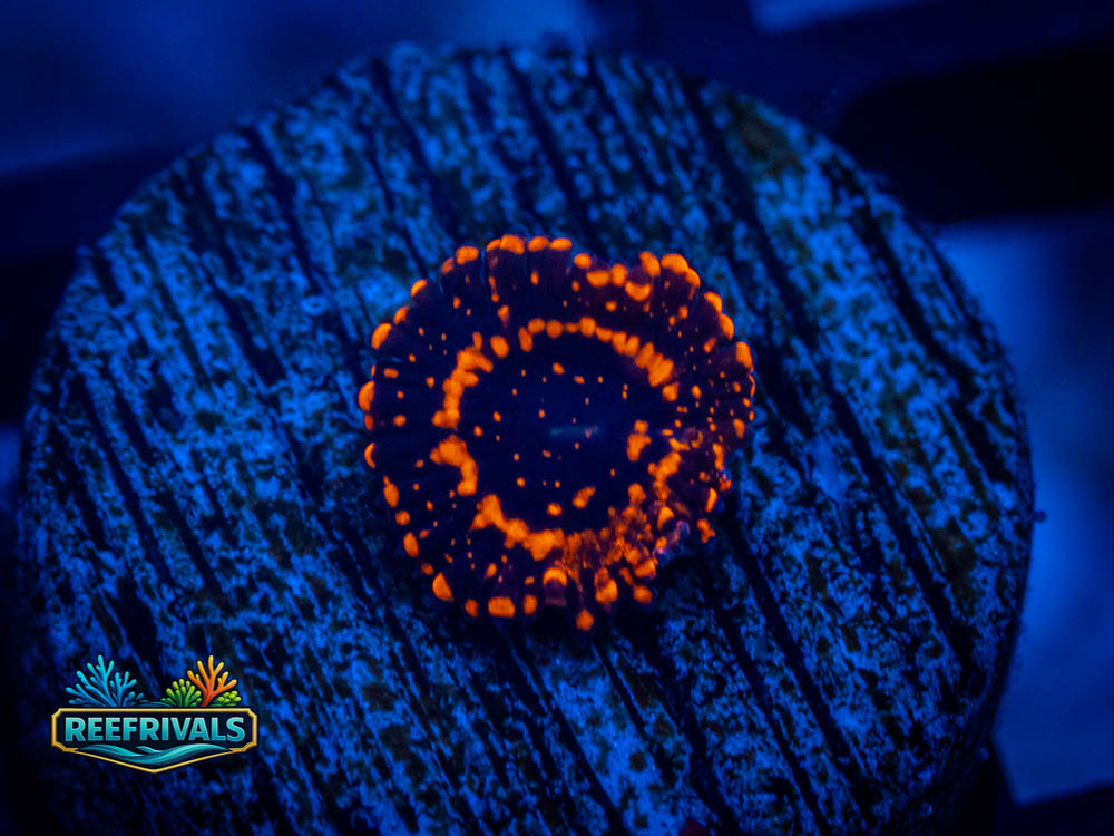 RVL Campfire Zoa (Collector's Piece) WYSIWYG coral image | ReefRivals RVL Campfire Zoa (Collector's Piece) coral image from ReefRivals, listed as Zoanthus spp. and Zoas
