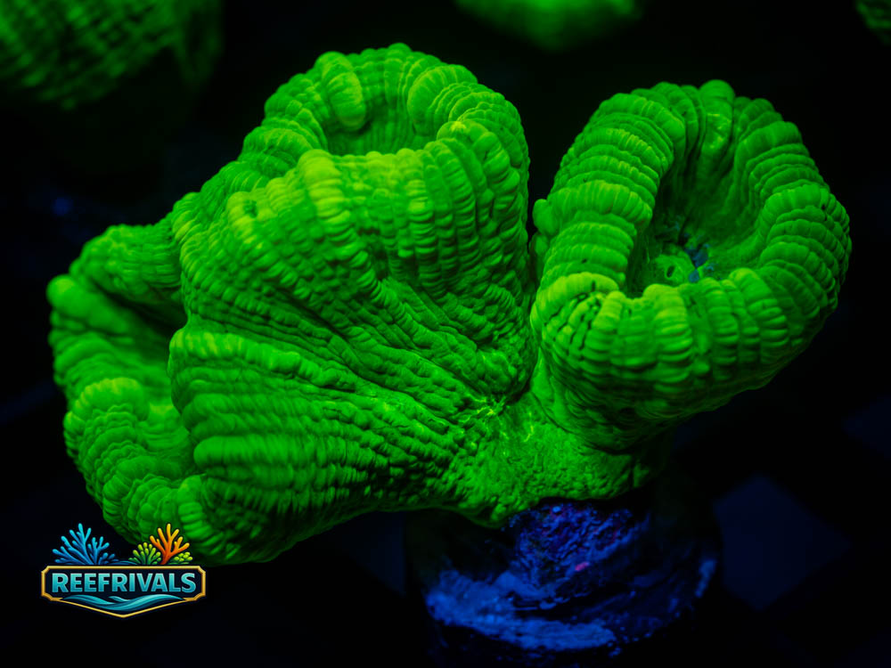 Toxic Kyrptonite Candy Cane WYSIWYG coral image | ReefRivals Toxic Kyrptonite Candy Cane coral image from ReefRivals, listed as Soft Coral