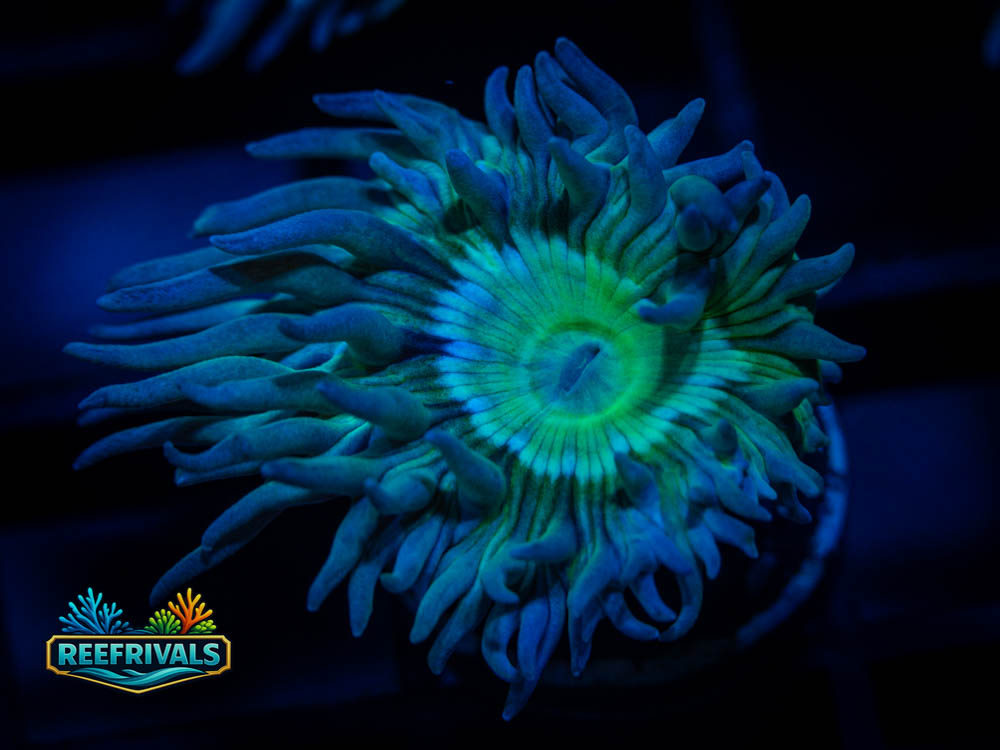 RVL Aussie Branching Duncan WYSIWYG coral image | ReefRivals RVL Aussie Branching Duncan coral image from ReefRivals, listed as Soft Coral