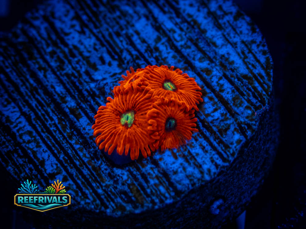 RVL True Red PE coral image from ReefRivals, listed as Soft Coral