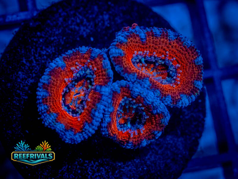 RVL Fire and Ice Acan Lord coral image from ReefRivals, listed as Micromussa spp. and Acans