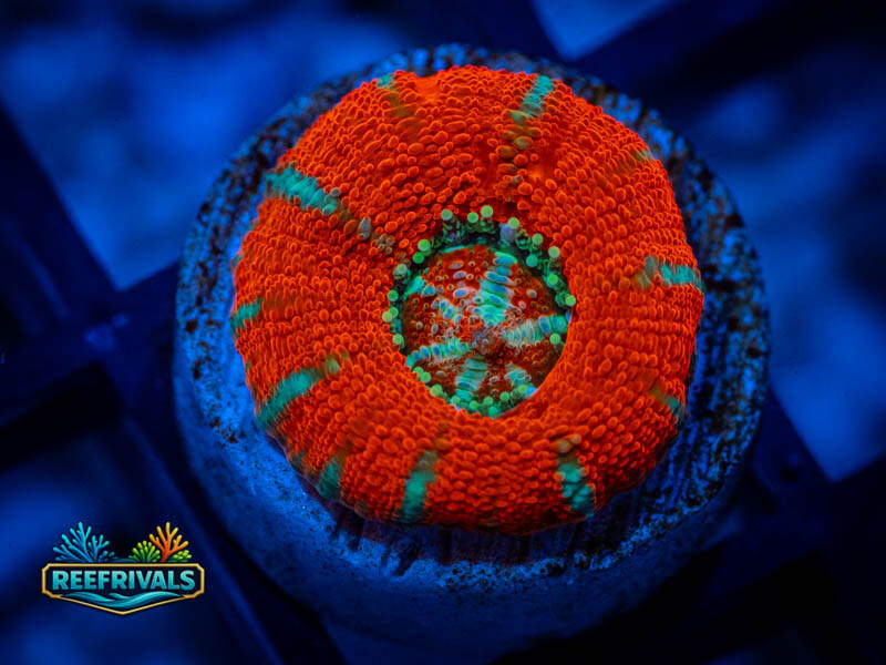 RVL Sour Patch Button Scoly WYSIWYG coral image | ReefRivals RVL Sour Patch Button Scoly coral image from ReefRivals, listed as Homophyllia spp. and LPS Fleshy