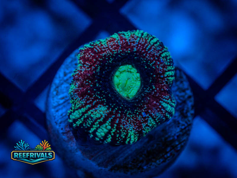 RVL Cherry Limeade Button Scoly WYSIWYG coral image | ReefRivals RVL Cherry Limeade Button Scoly coral image from ReefRivals, listed as Homophyllia spp. and Encrusting