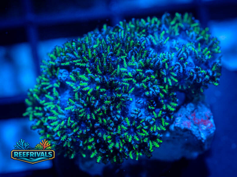 RVL Steel Driver Toady coral image from ReefRivals, listed as Sarcophyton sp. and Soft Coral