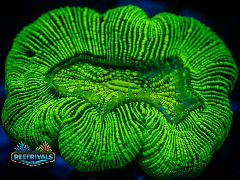 RVL Toxic Maze Trachy WYSIWYG coral image | ReefRivals RVL Toxic Maze Trachy coral image from ReefRivals, listed as Trachyphyllia sp. and Encrusting