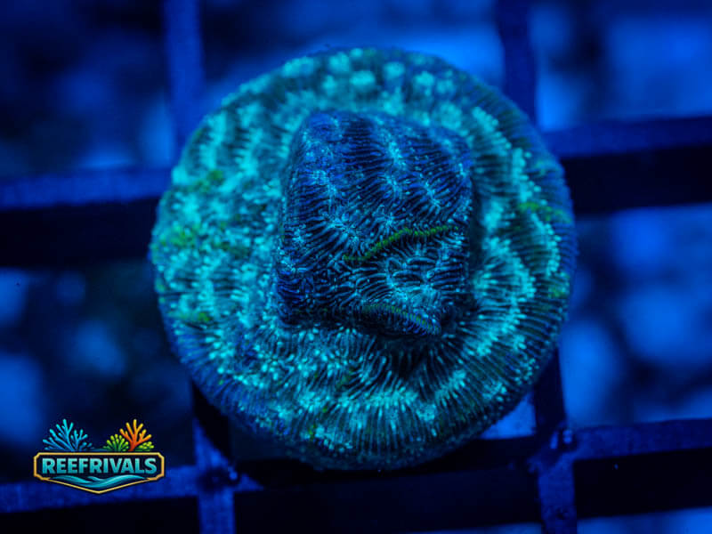 WWC Mr. Freeze Lepto coral image from ReefRivals, listed as Leptoseris spp. and Encrusting