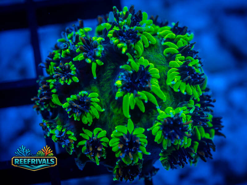 RVL Sonic the Hedgehog Galaxea coral image from ReefRivals, listed as Galaxea sp. and SPS Branching