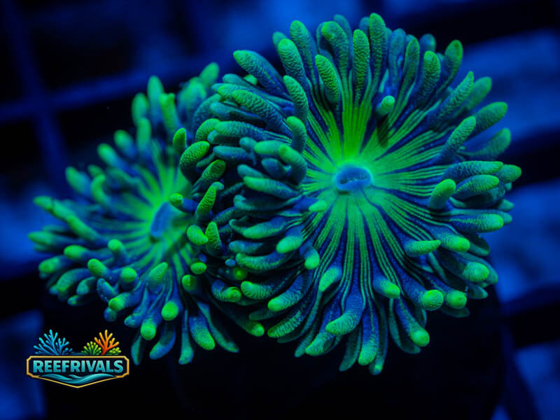 RVL Spirit Keeper Duncan WYSIWYG coral image | ReefRivals RVL Spirit Keeper Duncan coral image from ReefRivals, listed as Duncanopsammia axifuga and Duncans