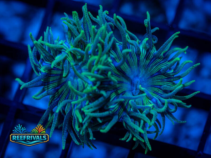 RVL Blue Facet Duncan WYSIWYG coral image | ReefRivals RVL Blue Facet Duncan coral image from ReefRivals, listed as Duncanopsammia axifuga and Duncans