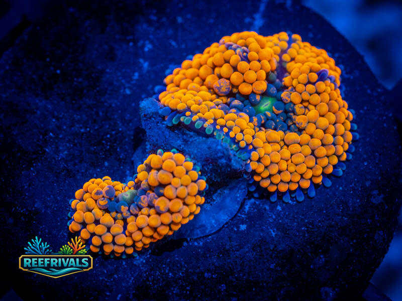 RVL Orange Crush Ricordea coral image from ReefRivals, listed as Ricordea florida and Mushrooms