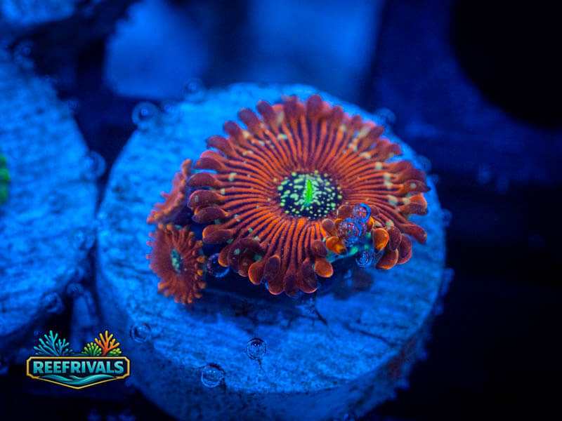 ECC Magician PE Zoa coral image from ReefRivals, listed as Zoanthus / Palythoa spp. and Zoas