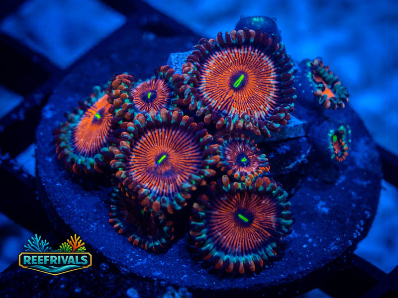 WWC Salted Agave Zoa WYSIWYG coral image | ReefRivals WWC Salted Agave Zoa coral image from ReefRivals, listed as Zoanthus / Palythoa spp. and Zoas