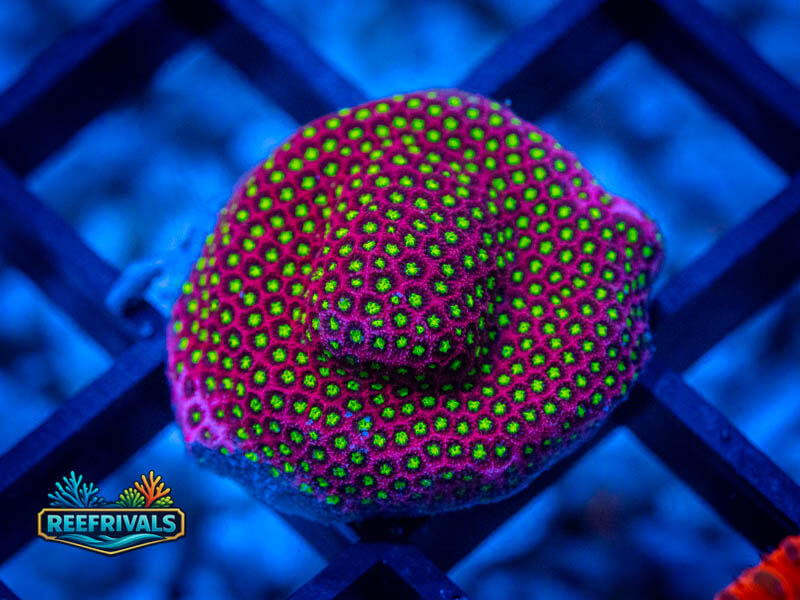 WWC Electric Daisy Stylo WYSIWYG coral image | ReefRivals WWC Electric Daisy Stylo coral image from ReefRivals, listed as Stylocoeniella spp. and LPS Fleshy