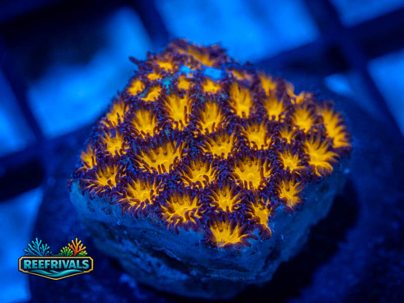 WWC Honeycomb Leptastrea WYSIWYG coral image | ReefRivals WWC Honeycomb Leptastrea coral image from ReefRivals, listed as Leptastrea spp. and Encrusting