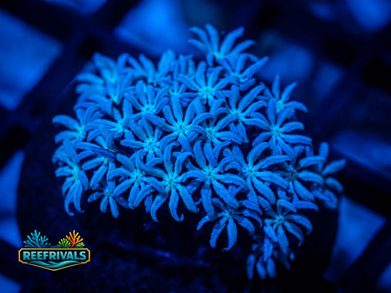 RVL Iced Clove Polyps coral image from ReefRivals, listed as Clavularia spp. and Soft Coral