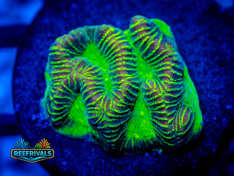 JF High Voltage Platy WYSIWYG coral image | ReefRivals JF High Voltage Platy coral image from ReefRivals, listed as Platygyra sp. and Encrusting
