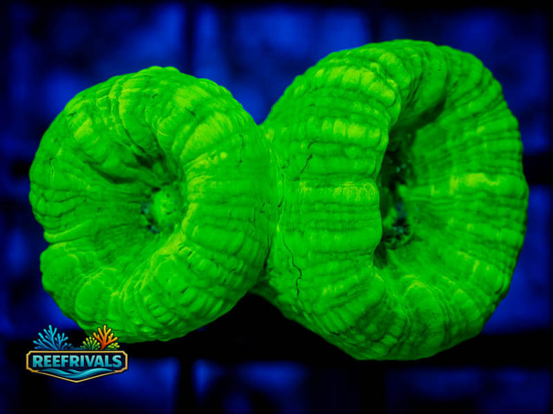 RVL Toxic Candy Cane coral image from ReefRivals, listed as Caulastrea spp. and LPS Branching