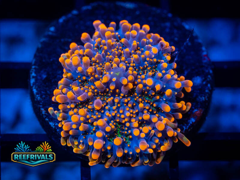 CC Godzilla Bounce Yuma WYSIWYG coral image | ReefRivals CC Godzilla Bounce Yuma coral image from ReefRivals, listed as Ricordea yuma and Mushrooms