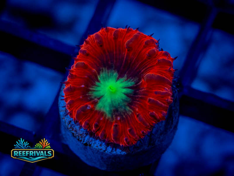 TIA Iron Man Blasto Wellsi WYSIWYG coral image | ReefRivals TIA Iron Man Blasto Wellsi coral image from ReefRivals, listed as Blastomussa spp. and LPS Fleshy