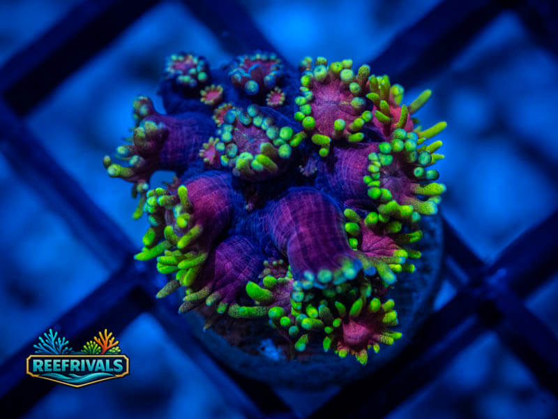 TSA Strawberries on Fire Goni coral image from ReefRivals, listed as Goniopora spp. and Gonis