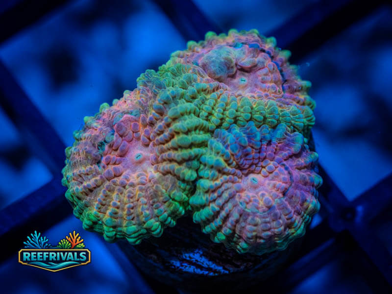 RVL Crescent Moon Favia WYSIWYG coral image | ReefRivals RVL Crescent Moon Favia coral image from ReefRivals, listed as Favia / Favites spp. and Favias