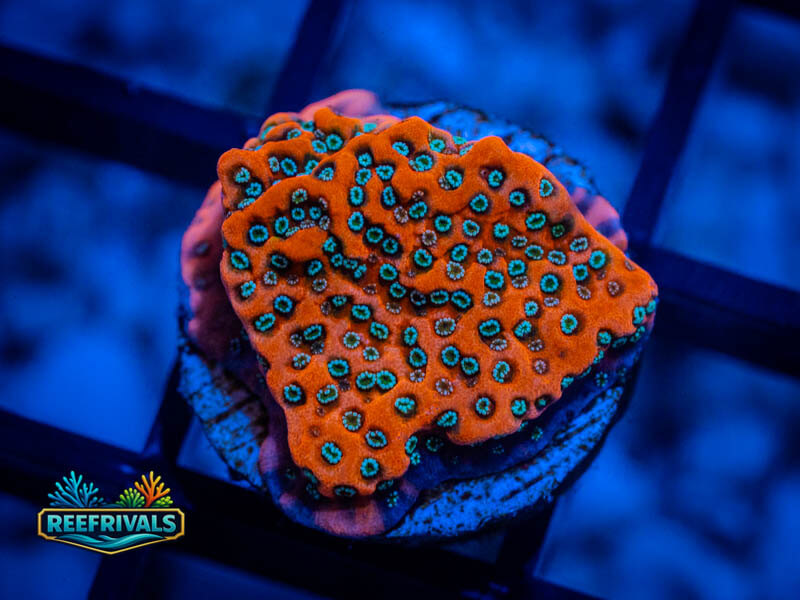 WWC Frost Mage Monti WYSIWYG coral image | ReefRivals WWC Frost Mage Monti coral image from ReefRivals, listed as Montipora spp. and Montis