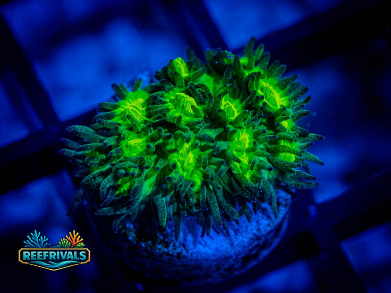 JF Limelight Hydnophora WYSIWYG coral image | ReefRivals JF Limelight Hydnophora coral image from ReefRivals, listed as Hydnophora spp. and SPS Branching