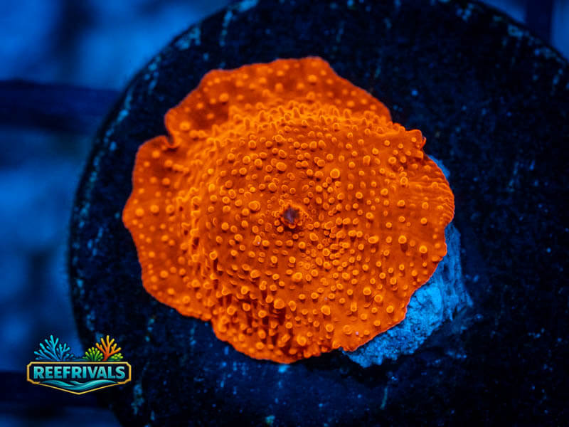 RVL Red Devil Disco coral image from ReefRivals, listed as Discosoma sp. and Encrusting