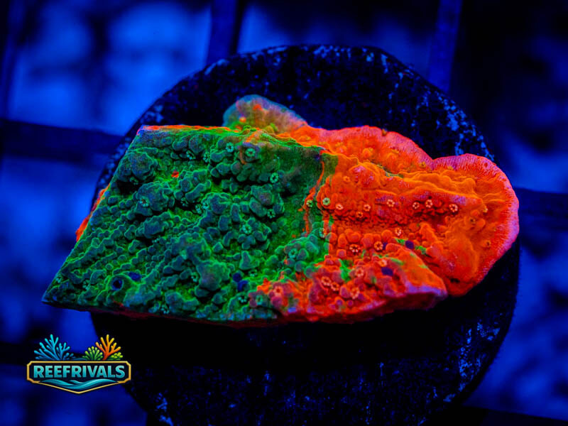 RVL Grafted Cap Monti WYSIWYG coral image | ReefRivals RVL Grafted Cap Monti coral image from ReefRivals, listed as Montipora spp. and Montis