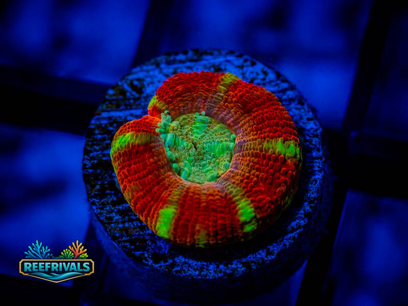 RVL Stormshield Button Scoly coral image from ReefRivals, listed as Homophyllia sp. and LPS Fleshy