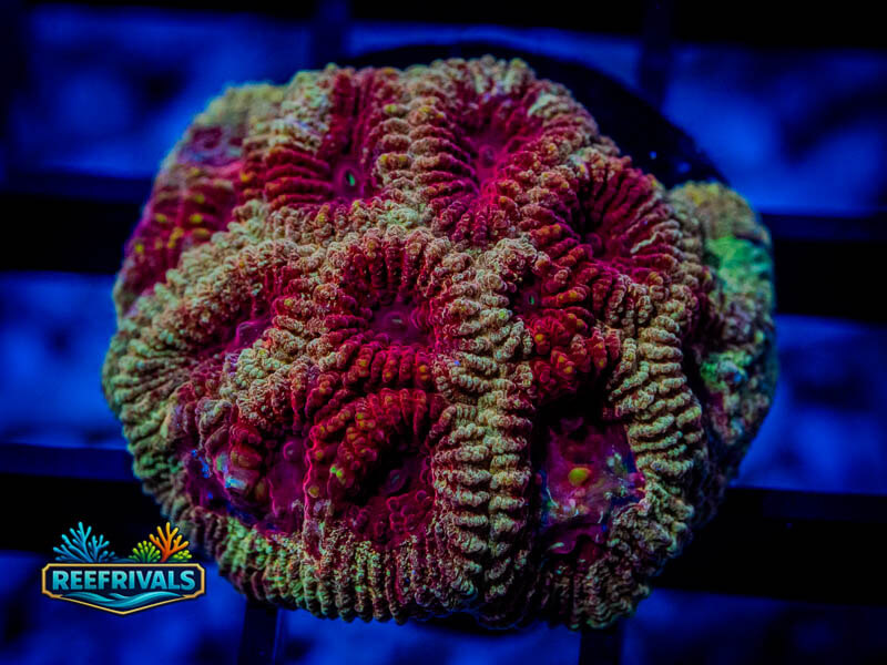 CB Cherry Blossom Favia WYSIWYG coral image | ReefRivals CB Cherry Blossom Favia coral image from ReefRivals, listed as Favia / Favites spp. and Favias