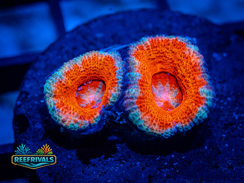 ARC Pink Dreams Acan Lord WYSIWYG coral image | ReefRivals ARC Pink Dreams Acan Lord coral image from ReefRivals, listed as Micromussa spp. and Acans