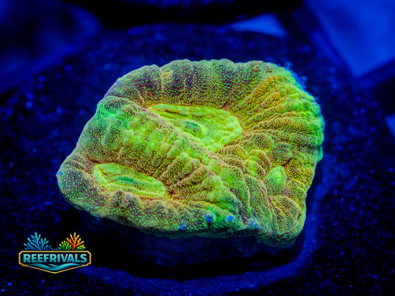 ECC Gold Rush Favia WYSIWYG coral image | ReefRivals ECC Gold Rush Favia coral image from ReefRivals, listed as Favia / Favites spp. and Favias