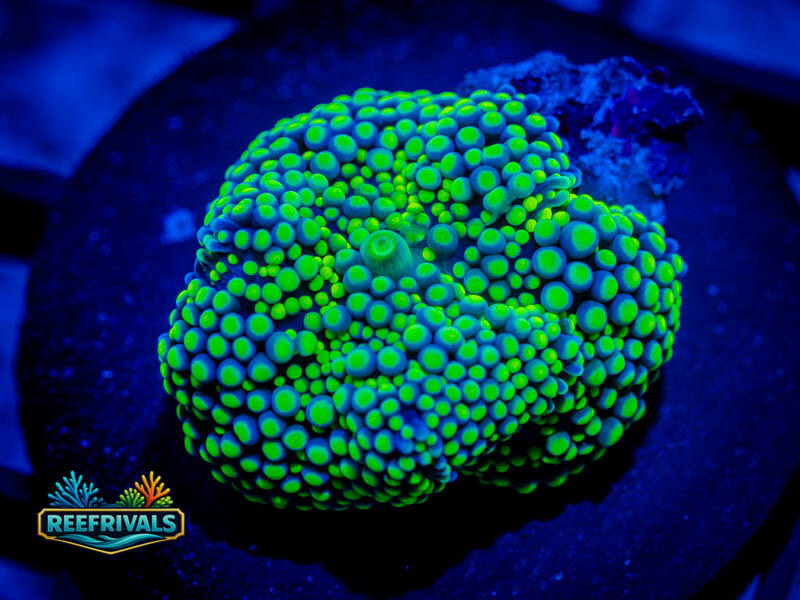 RVL Azurewrath Ricordea coral image from ReefRivals, listed as Ricordea florida and Mushrooms