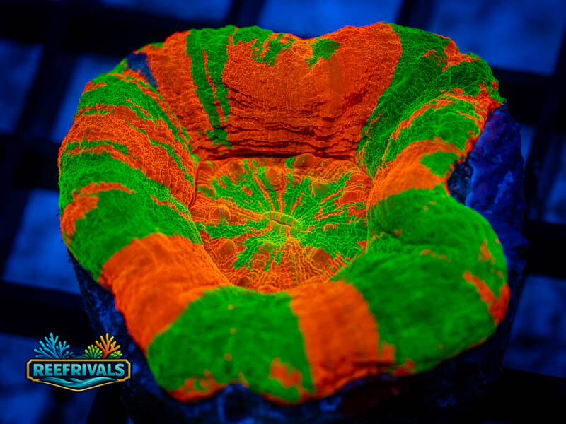 ECC Bleeding Apple Scoly coral image from ReefRivals, listed as Homophyllia sp. and LPS Fleshy
