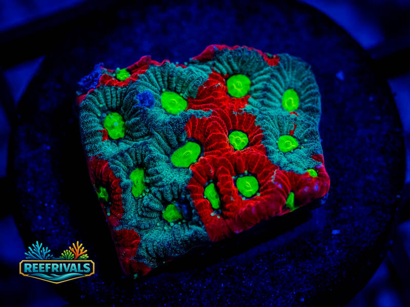 RVL Hexfire Favia coral image from ReefRivals, listed as Favia / Favites spp. and Favias