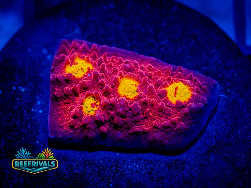 WWC Golden Eye Chalice WYSIWYG coral image | ReefRivals WWC Golden Eye Chalice coral image from ReefRivals, listed as Echinophyllia spp. and Chalices