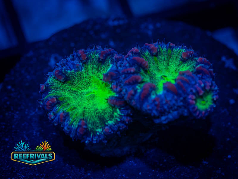 RVL Court Jester Blasto Wellsi WYSIWYG coral image | ReefRivals RVL Court Jester Blasto Wellsi coral image from ReefRivals, listed as Blastomussa spp. and LPS Fleshy