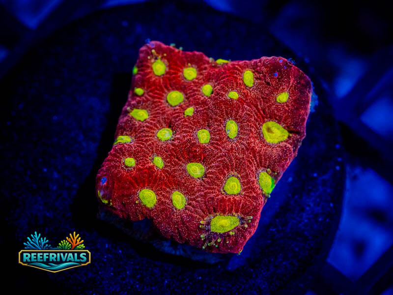 RVL Goblin Eye Favia coral image from ReefRivals, listed as Favia / Favites spp. and Favias