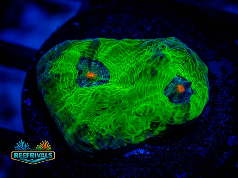 WWC Swamp Thing Chalice WYSIWYG coral image | ReefRivals WWC Swamp Thing Chalice coral image from ReefRivals, listed as Echinophyllia spp. and Chalices