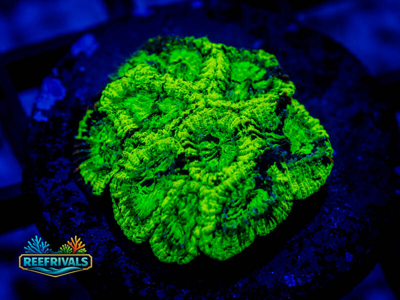 RVL Toxic Oil Spill WYSIWYG coral image | ReefRivals RVL Toxic Oil Spill coral image from ReefRivals, listed as Goniastrea sp. and Encrusting