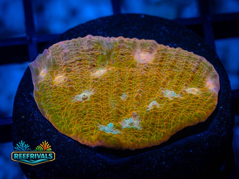 RVL Thunder God Chalice coral image from ReefRivals, listed as Echinophyllia spp. and Chalices