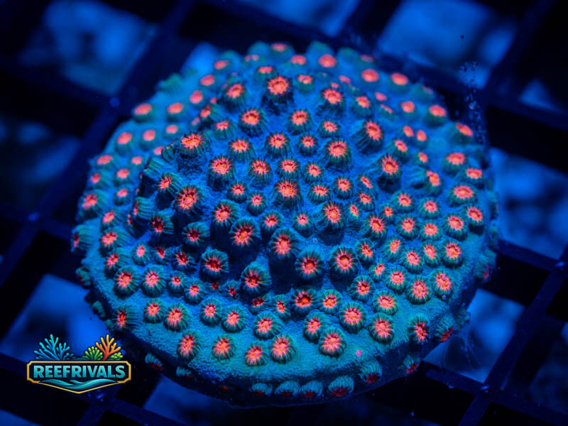 TSA Meteor Shower Cyphastrea coral image from ReefRivals, listed as Cyphastrea spp. and Encrusting